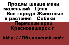Продам шпица мини маленький › Цена ­ 15 000 - Все города Животные и растения » Собаки   . Пермский край,Красновишерск г.